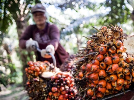 Harga TBS Kelapa Sawit Mitra Plasma di Riau Tembus Rp3.681 per Kilogram