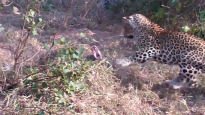 Apa Jadinya Jika Macan Tutul Bertarung dengan Ular Piton?