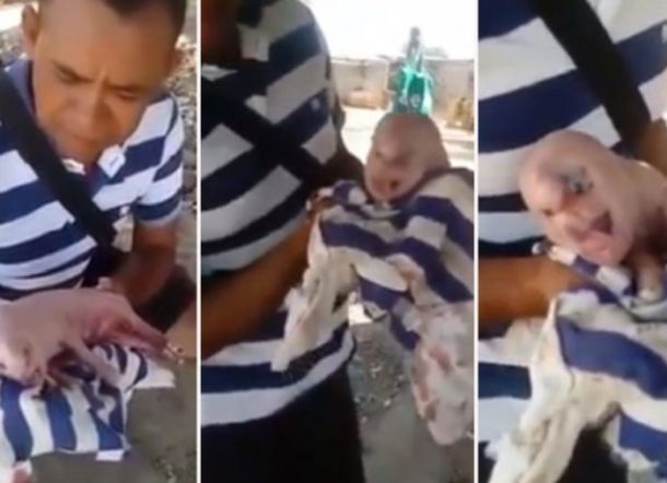 Wah, Babi Ini Terlahir dengan Wajah dan Rambut Manusia'