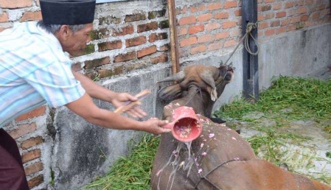 Sapi nya Mandi Air Kembang, Disisir, Dibedaki, Baru Dipotong