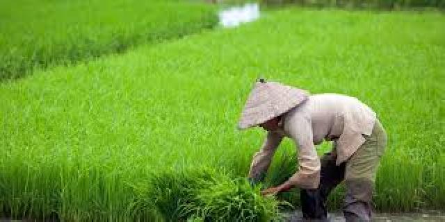 Petani jadi prioritas program pemerataan ekonomi