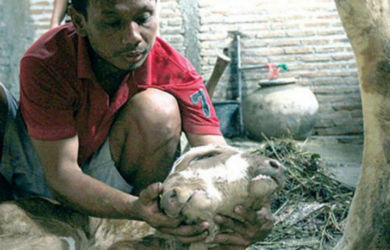 Ajaib! Lewat Kawin Suntik, Anak Sapi di Rembang Ini Berkepala Dua