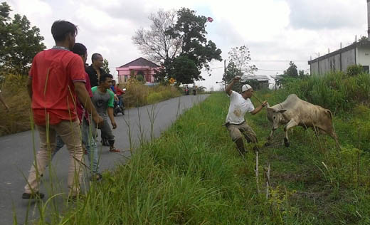 Kabur Hingga 5 Km, Sapi Korban Masjid Arafah Duri Lukai Sejumlah Panitia