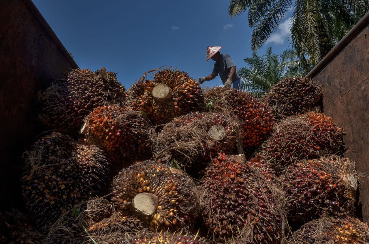 Kisruh Pengelolaan Kebun, Petani Kopsa-M Nyatakan Sikap