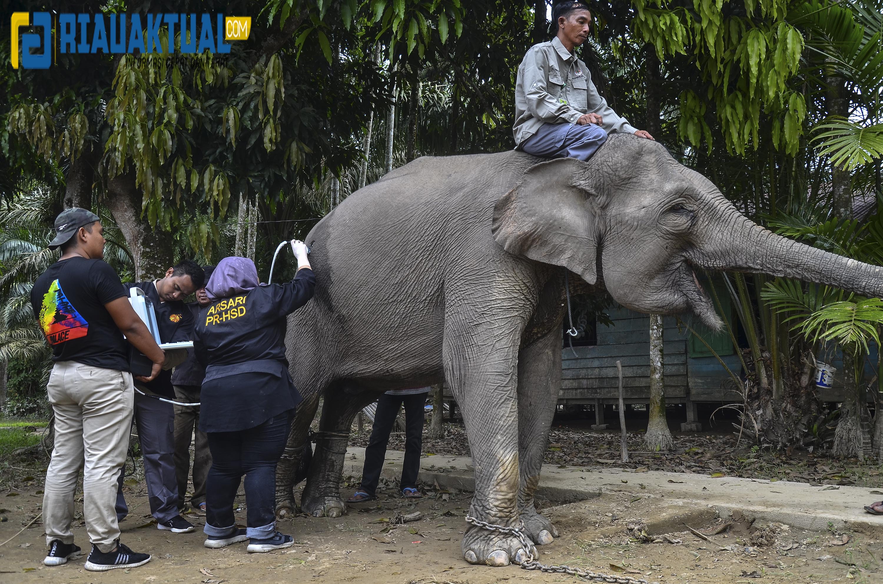 USG Kehamilan Gajah Sumatera di Taman Wisata Alam Buluh Cina, Kabupaten Kampar, Riau