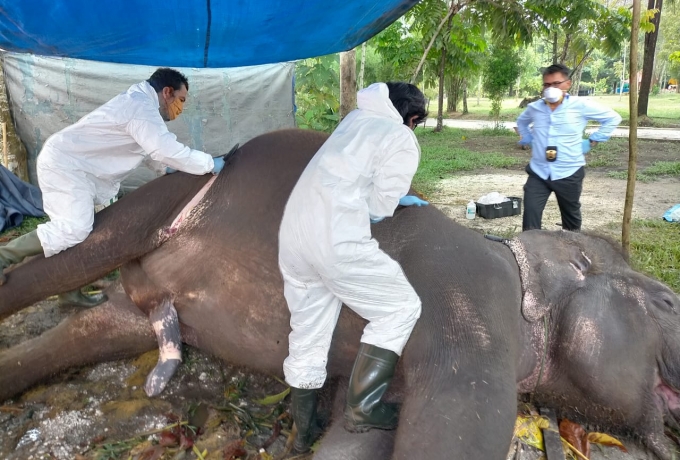 Infeksi Saluran Pencernaan Kronis Menjadi Penyebab Gajah di Kasang Kulim Mati