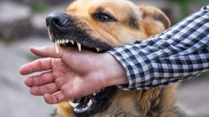 Dinas PKH Riau Gelar Vaksinasi Rabies Gratis hingga 30 September 2025, Ini Lokasinya