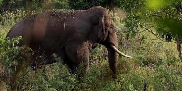 Kawanan gajah liar ganggu permukiman warga