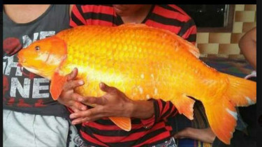 Mitos Ikan Mas Raksasa Danau Toba dan Kapal Tenggelam