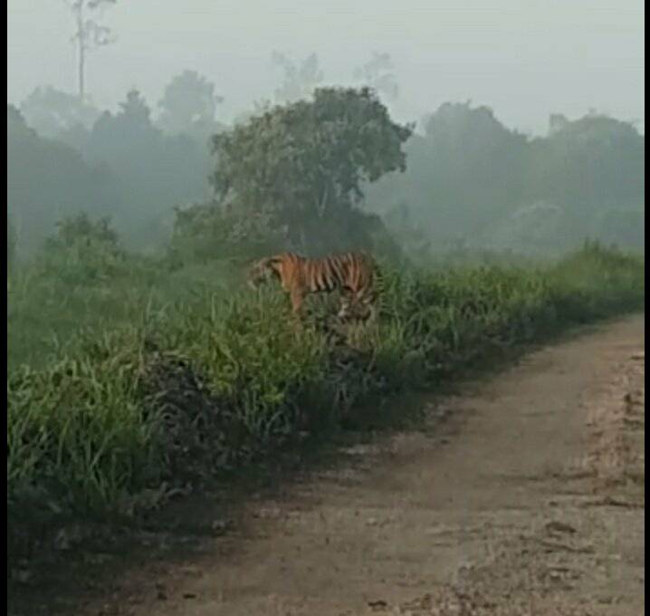 Hampir Sepekan Bonita Tak Muncul ke Pemukiman Warga