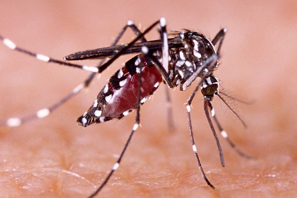 Kasus DBD di Riau Meningkat, Gerakan 3M Plus Cara Ampuh Pencegahan