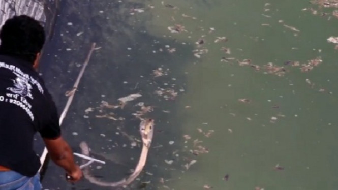 Demi Selamatkan Ular Kobra, Pria Ini Pertaruhkan Nyawanya