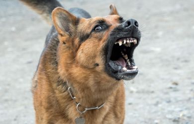 Bocah 10 Tahun Tewas Usai Digigit Anjing Milik Tetangga