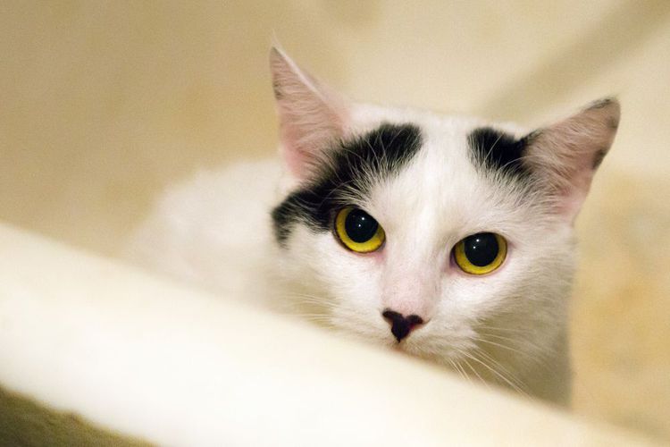 Ahli Temukan Virus Baru pada Sampel Darah Kucing yang Positif FIV