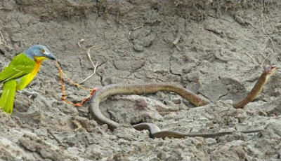Terbalik, Burung Kecil Ini Justru Makan Ular Dalam Keadaan Hidup