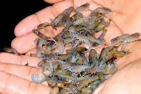 Menteri Kelautan dan Perikanan Buka Ekspor Benih Lobster, Susi Sedih