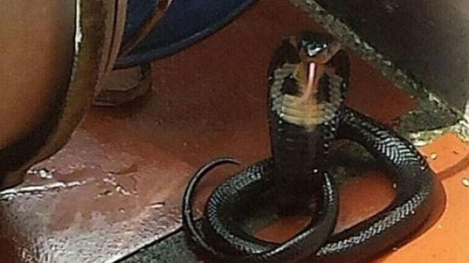 Pakai Gagang Sapu, ART Bunuh Kobra Peludah Jadi Dua