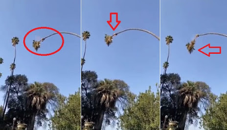 Pria Ini Nekat Potong Pohon Palem Lebih dari 20 Meter, Ini yang Terjadi