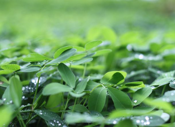 Makan Daun dan Kayu, Pria Ini Tak Pernah Sakit selama 25 Tahun