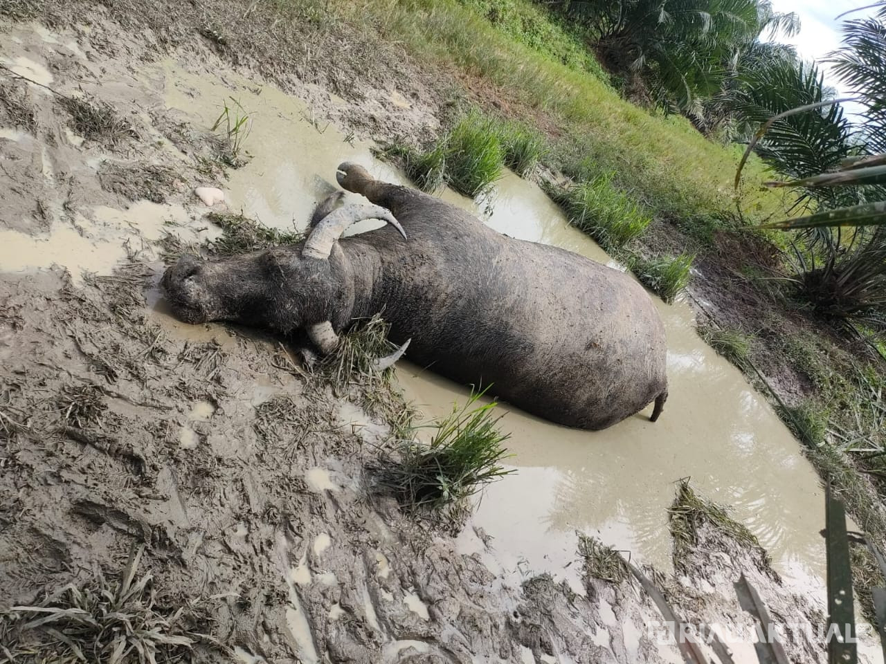 Antisipasi Penyakit Antraks, Pemprov Perketat Lalulintas Hewan Masuk ke Riau