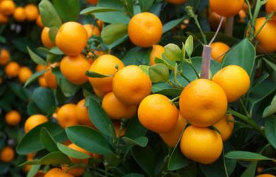 Enam Makanan Sehat Ini Bisa Merusak Gigi