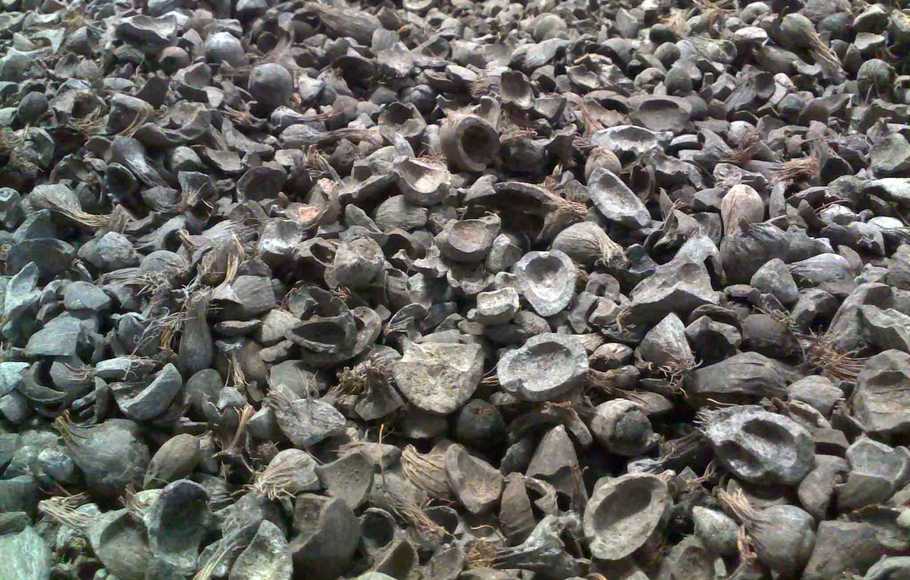 Ekspor Cangkang Sawit Punya Prospek Besar bagi Indonesia