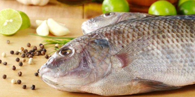Makan Telur dan Ikan Tiap Hari Jadi Cara Penting Turunkan Stunting