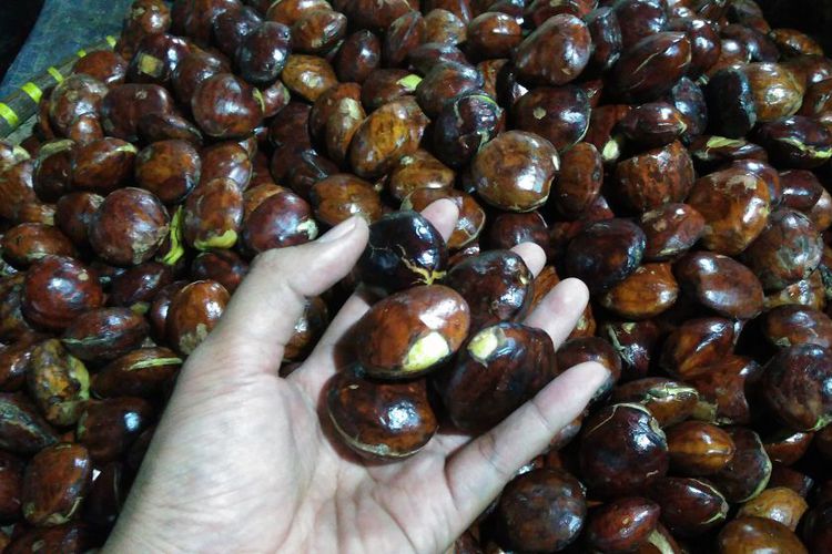 Curi 10 Kg Jengkol, 2 Pemuda Kena Sanksi Adat 3 Bulan Tinggalkan Desa