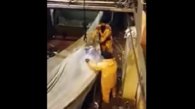 Nelayan Dibuat Tercengang Usai Tangkap Ikan Raksasa