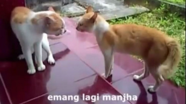 Begini Kalau Hewan-hewan Kolaborasi Nyanyiin Lagu Lagi Syantik