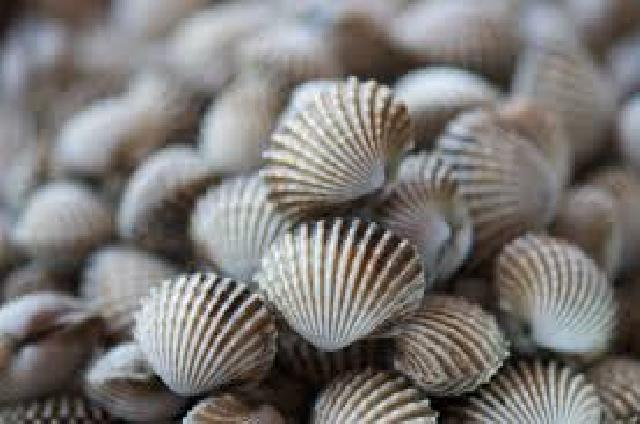 Inhil Kembangkan Potensi Kerang Tiram