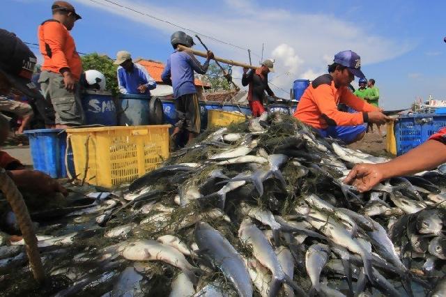 Sebaiknya jangan konsumsi ikan jenis ini