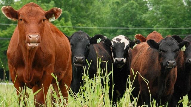157 ribu sapi disiapkan guna sambut Ramadhan