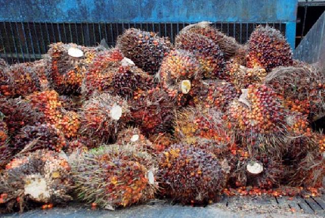 Harga TBS Kelapa Sawit Meluncur Turun