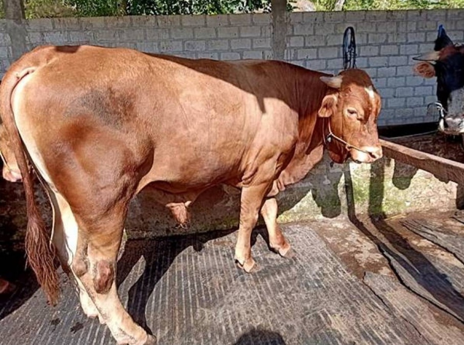 Penuhi Kebutuhan, Daging Sapi di Pekanbaru Didatangkan dari Lampung