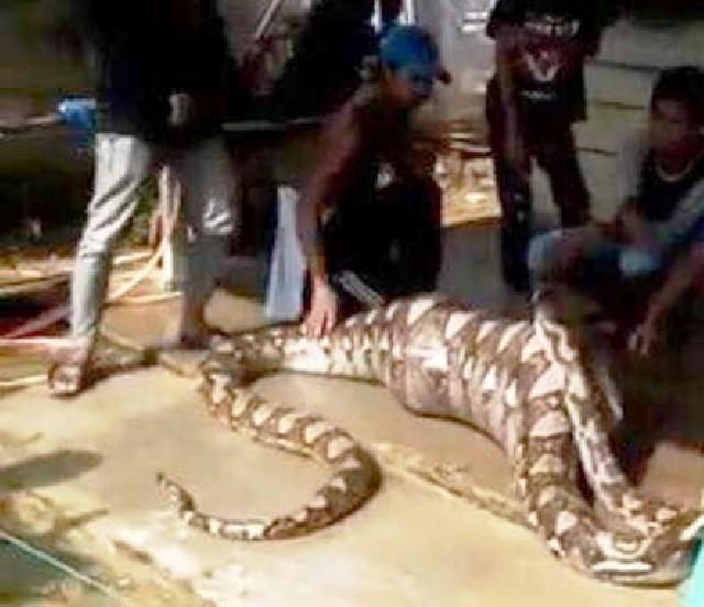 Warga Seberida, Inhu Belah Ular Piton Diduga Telan Manusia