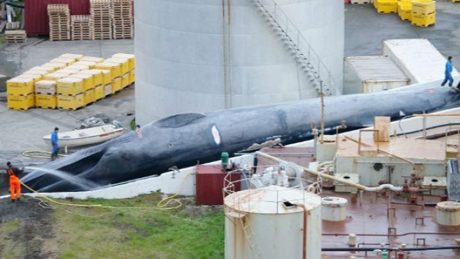 Miris, Ikan Paus Biru Langka Ditangkap dan Dipotong-potong