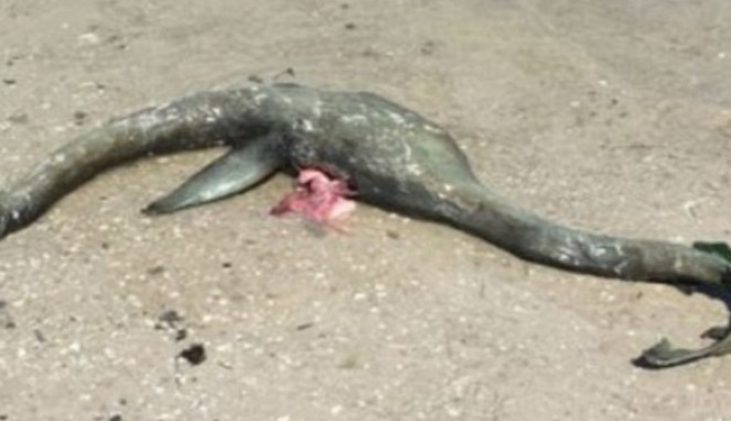 Bangkai Mirip Makhluk Legendaris Loch Ness Terdampar di Pantai