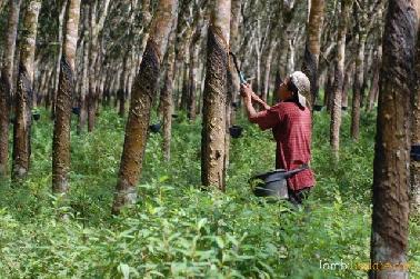 Kalau BBM Naik, Harusnya Harga Karet Juga Naik !