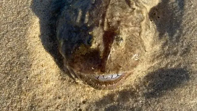 Ditemukan Ikan Aneh dengan Deretan Gigi Seperti Manusia