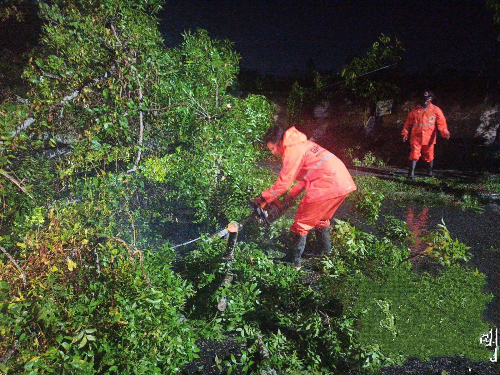 Waspada Angin Kencang, Sejumlah Pohon di Pekanbaru Tumbang
