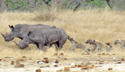 Badak Bercula Satu Dimakan Hidup-hidup Kawanan Pemangsa Rakus