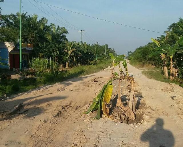 Tak Ada Perhatian Pemerintah, Warga Sadar Jaya Tanam Pisang di Jalan