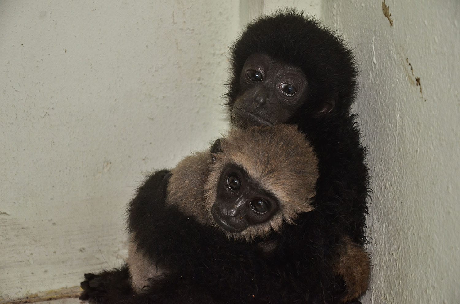 Hari Owa Sedunia: Panggilan untuk Menjaga Kelestarian Owa