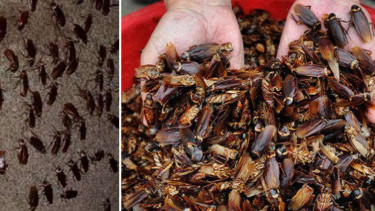 Peternakan Ini Kembangkan 6 Miliar Kecoak Setahun