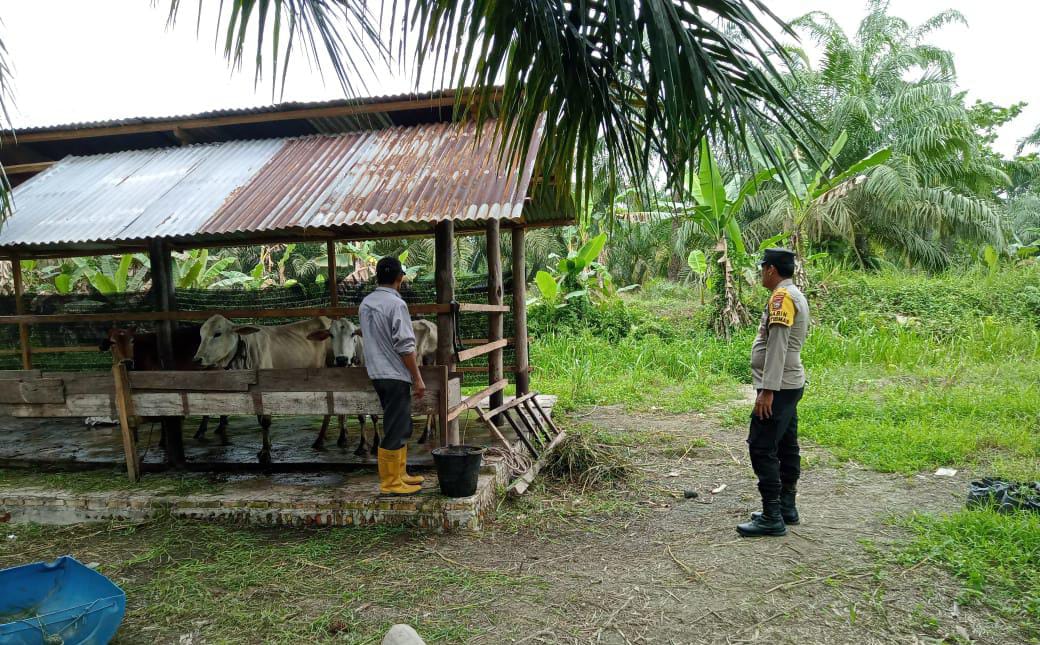 Bhabinkamtibmas Polsek Bangko Dukung Ketahanan Pangan, Pusako Dampingi Petani Sungai Manasib