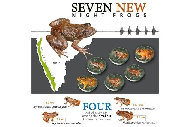 Peneliti temukan katak lebih kecil dari kuku