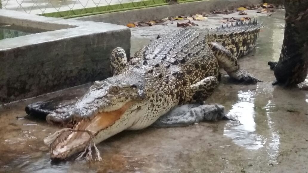 Sempat Dikira Biawak oleh Warga, Ternyata Buaya Muara Sedang Merenung di Parit