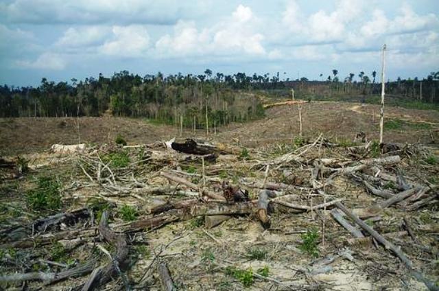 Tim Satgas Temukan 58.350,97 Hektare Lahan Digarap Secara Ilegal di 9 Kabupaten di Riau