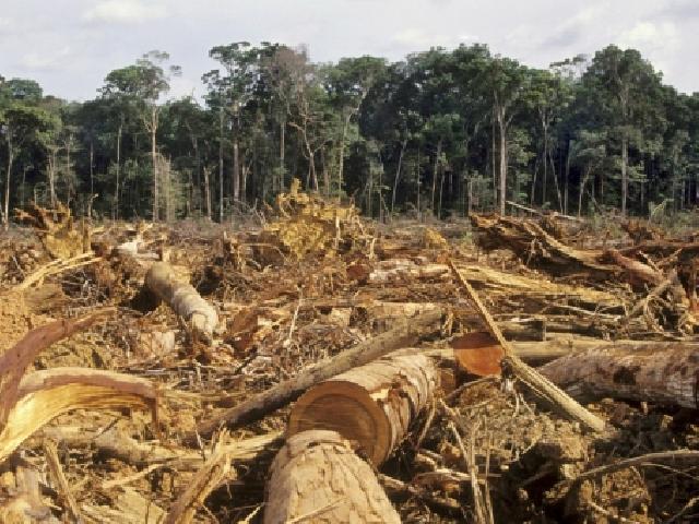 35 Ribu Hektar Kebun di Kuansing Dibangun di Lahan Illegal